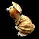 Souvenir from a shell big tortoise from rapana height 9/10cm