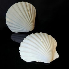 Sea shells scallop white class *B* size: height 8-11 cm per 1 piece.
