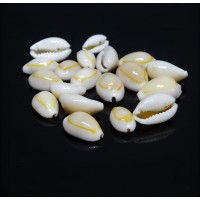 Ракушка ципрея монета за 1 шт