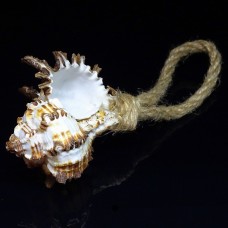 Murex indiva shell souvenir on a rope