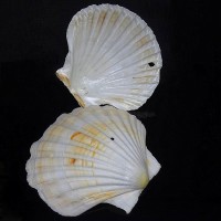 Sea shells scallop white class *B* large size: height 9-13 cm