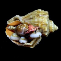 Сувенир из ракушки черепаха в рапане 