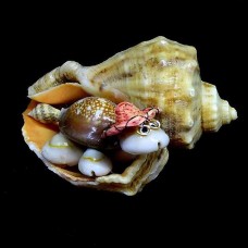 Сувенір з мушлі черепашка в рапані