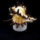 Lamp-night lamp made of natural indivia murex shell on LED stand size: height-6/7cm, width-10/11cm