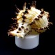 Lamp-night lamp made of natural indivia murex shell on LED stand size: height-6/7cm, width-10/11cm