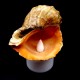 Lamp-night lamp made of natural rapana venosa shell on LED stand size: height-7/8cm, width-7/8cm