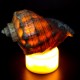 Lamp-night lamp made of natural rapana venosa shell on LED stand size: height-7/8cm, width-7/8cm