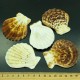 Scallop pecten radula PECTEN RADULA for 200 grams