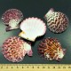 Shell by weight scallop Falium GLORIPHALIUM PALLIUM for 200 grams