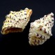 Sea shells hippopus pair HIPOPOS average. Size: L length 9.5-10.5cm per 1pc.