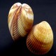 Sea shells pair COCLES BROWN CLAIME. Size: length 9.5-10.5 cm per 1 piece.