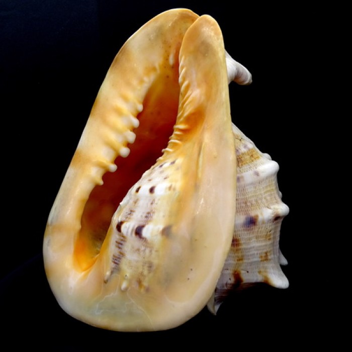 Sea shells Cassis Kornuta CASSIS CORNUTA size *7* height: 18cm