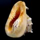 Sea shells Cassis Kornuta CASSIS CORNUTA size *7* height: 18cm