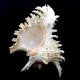 Морські мушлі Мурекс CHICOREUS RAMOSUS *7* висота16.5см