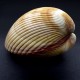 Sea shells pair COCLES BROWN CLAIME. Size: length 9.5-10.5 cm per 1 piece.