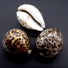 Морские раковины ципрея тигрис CYPRAEA TIGRIS. Размер: длина 5,5-7см за 1шт.