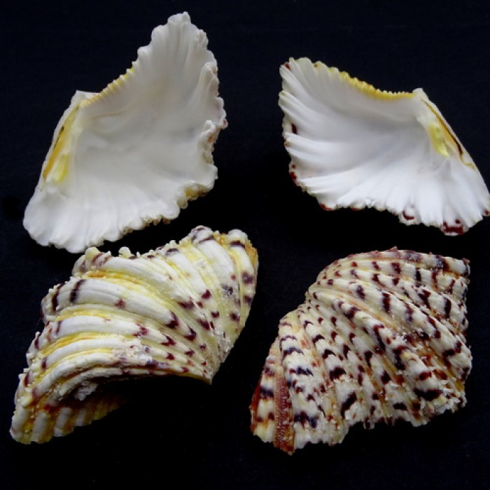 Sea shells hippopus HIPOPOS small. Size: length 7-8 cm per 1 piece.