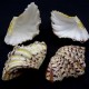 Sea shells hippopus HIPOPOS small. Size: length 7-8 cm per 1 piece.