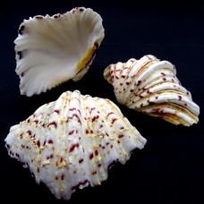Sea shells hippopus HIPOPOS medium. Size: length 9-10cm per 1 piece.
