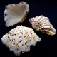 Sea shells hippopus HIPOPOS medium. Size: length 9-10cm per 1 piece.
