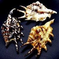 Sea shells lambis tiger black LAMBIS TIGER size *S* length 8.5-9.5 cm