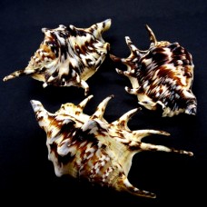 Морские раковины ламбис тигровый черный LAMBIS TIGER  размер M/L длина 9.5-11 см