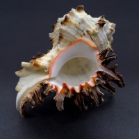 Sea shells Murex indiviya  big. Size: height 9.5-10.5 cm per 1 piece.