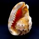 Sea shells Cassis Kornuta CASSIS CORNUTA size *5* height: 14.5cm