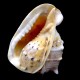 Sea shells Cassis Kornuta CASSIS CORNUTA size *6* height: 16.5cm