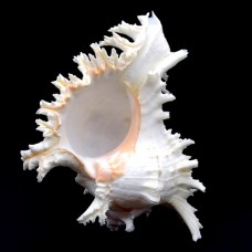 Морские раковины Мурекс  CHICOREUS RAMOSUS *9* высота 22см