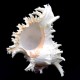 Sea shells Murex  CHICOREUS RAMOSUS *9* height 22cm