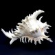 Sea shells Murex  CHICOREUS RAMOSUS *8* height 20cm