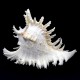 Sea shells Murex  CHICOREUS RAMOSUS *8* height 20cm