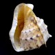 Sea shells Cassis Kornuta CASSIS CORNUTA size 8* height: 20cm