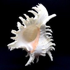 Морские раковины Мурекс  CHICOREUS RAMOSUS *8* высота 20см