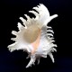 Sea shells Murex  CHICOREUS RAMOSUS *8* height 20cm