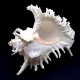Sea shells Murex  CHICOREUS RAMOSUS *8* height 20cm