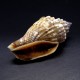 Sea shells Strombus urseus, size: length 3.5-4.5 cm