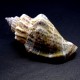 Sea shells Strombus urseus, size: length 3.5-4.5 cm