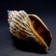 Sea shells Strombus urseus, size: length 3.5-4.5 cm