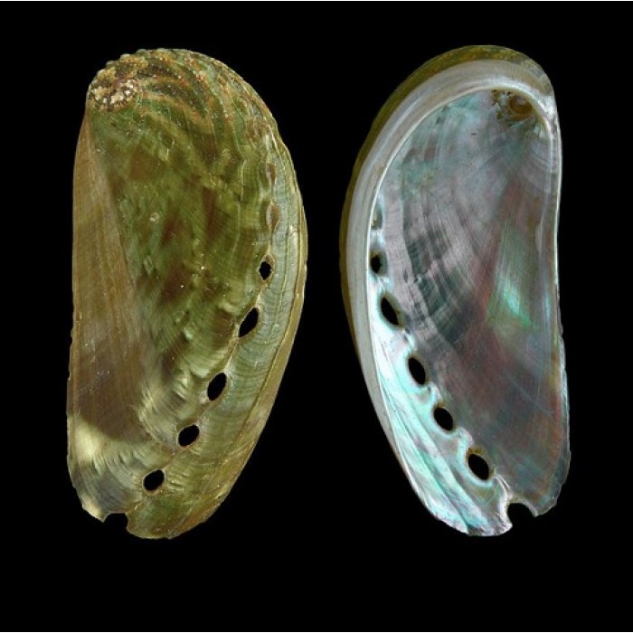 Sea shells Haliotis asinina Size: length 6-8cm