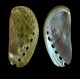 Sea shells Haliotis asinina Size: length 6-8cm