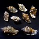 Sea shells Strombus urseus, size: length 3.5-4.5 cm