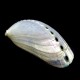 Sea shells Haliotis Asian pearl, size: length 5-6cm