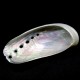 Sea shells Haliotis Asian pearl, size: length 5-6cm