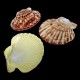 Морские раковины гребешок пектен макасаренсис PECTEN MASCARENSIS, размер: 5-6см