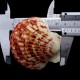 Морские раковины гребешок пектен макасаренсис PECTEN MASCARENSIS, размер: 5-6см