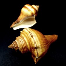 Sea shell Fusus brown Hemifusus Tuba, size: 6.5-7.5cm