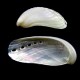 Sea shells Haliotis Asian pearl, size: length 5-6cm