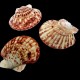 Морские раковины гребешок пектен макасаренсис PECTEN MASCARENSIS, размер: 5-6см